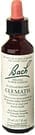 Clematis Flower Essence by Bach Flower Remedies