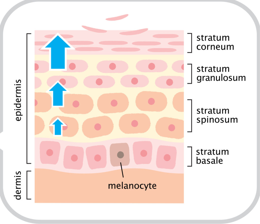 Skin’s natural cycle